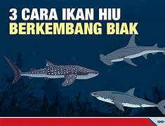 Ikan Hiu Macan Berkembang Biak Dengan Cara